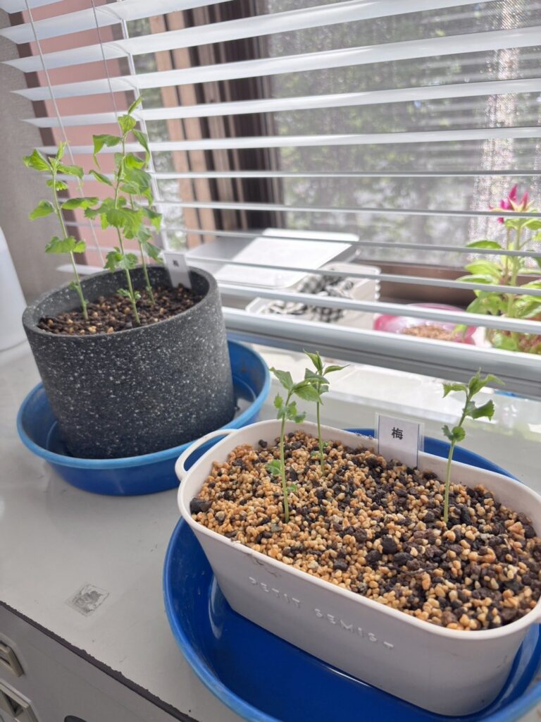 「梅」のラベルを立てた鉢から芽を出した梅の実生苗