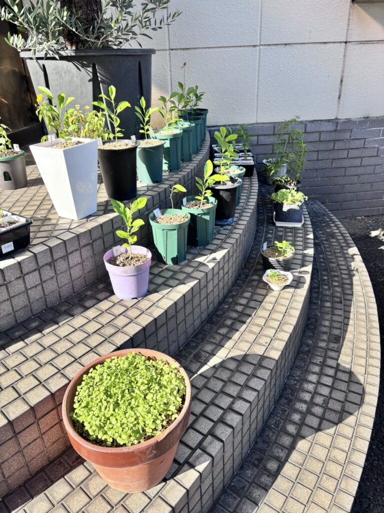 階段に並んだレモンと夏みかんの鉢を横から見たところ